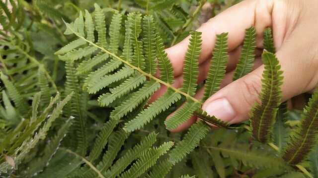 秋季湿气重、风湿关节炎疼痛难忍?毛蕨,祛风除湿效果好!