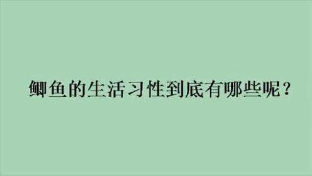 鲫鱼的生活习性到底有哪些呢?