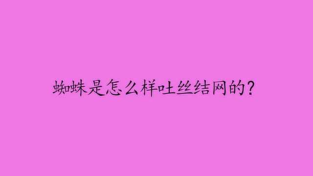 蜘蛛是怎么样吐丝结网的?