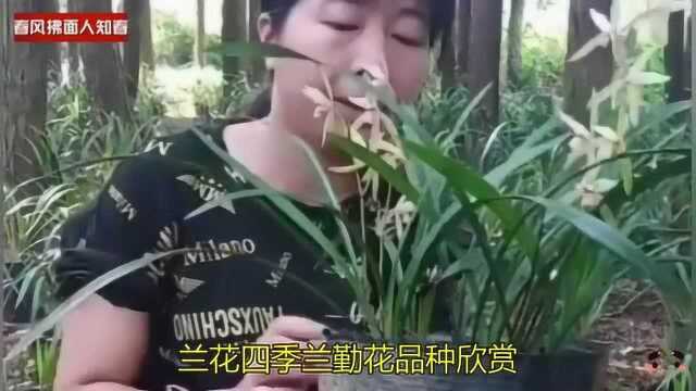 兰花四季兰勤花品种欣赏!正是花开旺盛时,走进养殖基地满是兰花香!