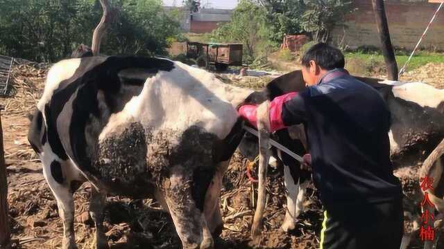 实拍农村师傅给奶牛人工配种,一次多少钱?几分钟时间就把钱挣了