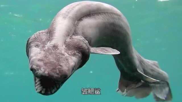 这2种海洋生物,形状真是太奇怪了