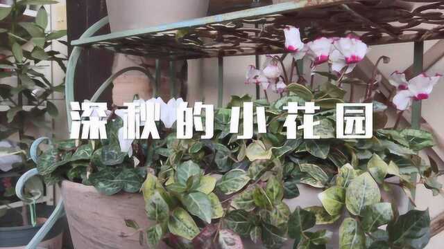 Vlog:深秋的小花园