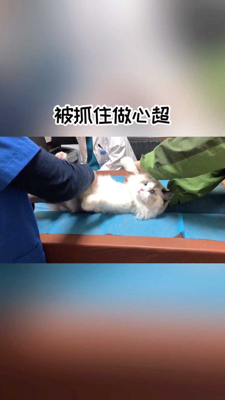 带妹妹去看病中说品种猫比较容易得心脏相关的病一定要重视哦