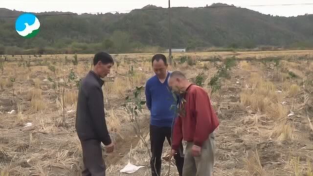 武宁县罗坪镇漾都村建设柑橘产业扶贫基地