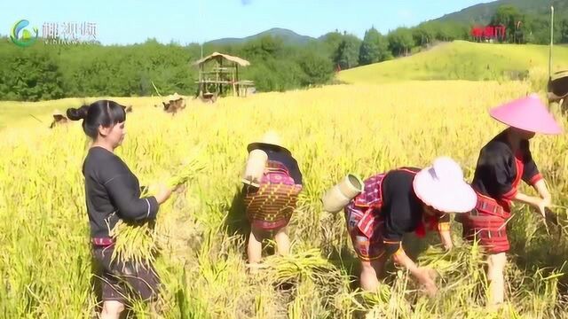 白沙“啦奥门”山兰文化节开幕 山兰稻香邀客来相关最新