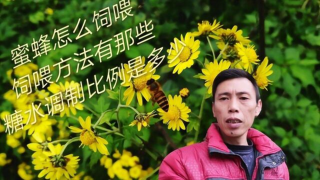 蜜蜂怎么饲喂,蜜水调制比例是多少,你都知道吗?