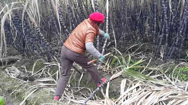 广西人苦干甜蜜的事业,柳州农村到处都是甘蔗林