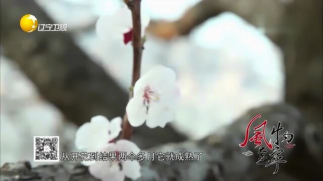 杏梅的花不仅好看,它的果也是让人垂涎欲滴,快来瞧瞧吧