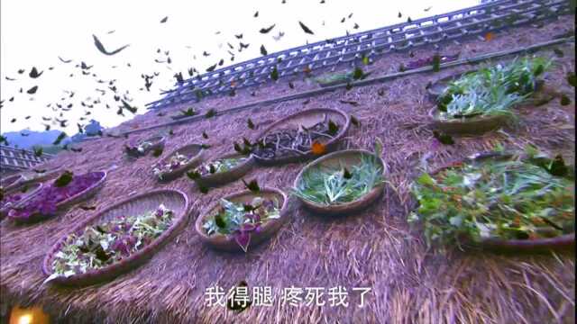 倚天:邪医不愿医治张无忌,不料见到无忌身上的掌印后,兴奋极了