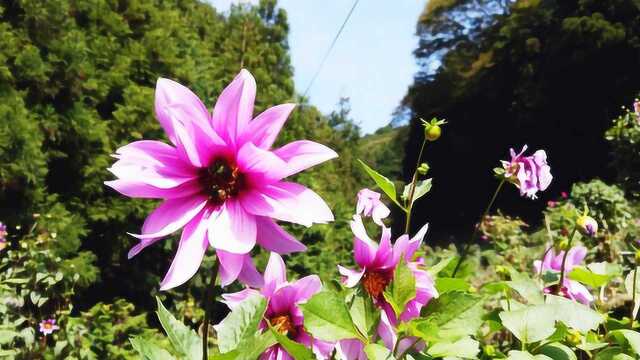 世界名花大丽花欣赏,色彩瑰丽,花朵优美