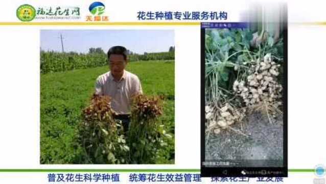 花生适合种植区域与优良品种性能介绍 福达花生高产讲堂