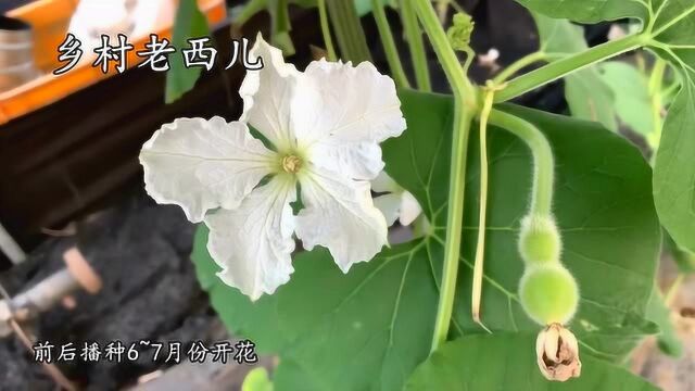 冬季室内葫芦种植技术分享,掌握这5点,一棵苗能结十来个葫芦