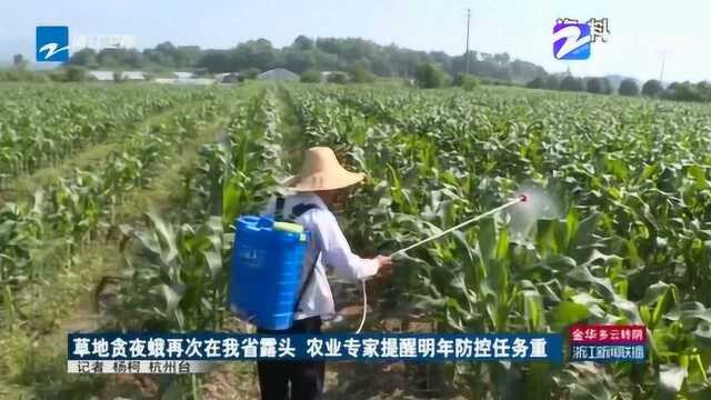 草地贪夜蛾明年危害或更严重 数量将明显增加 除了玉米还将危害小麦