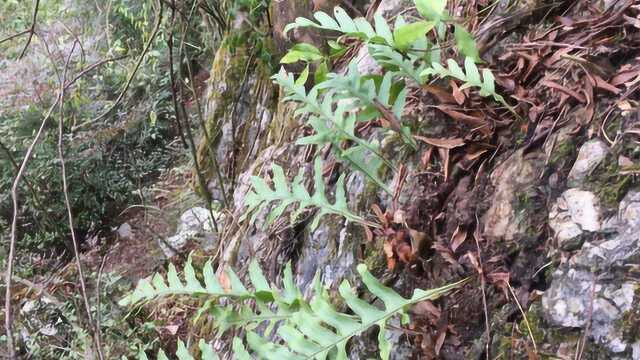 农村山里有一种中药材:骨碎补,生长悬崖上,你知道有什么用处吗