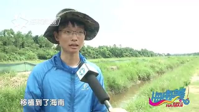 海南创业大赛澄迈实地考察2!