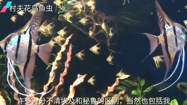 神仙鱼带着孩子在鱼缸中游动,群游的效果确实像燕子,难怪叫燕鱼