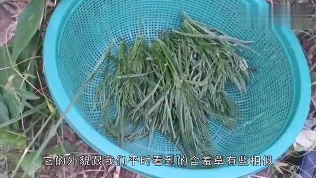 云南有种臭味跟臭豆腐有的一拼野菜,它就是臭菜价格高达150一斤