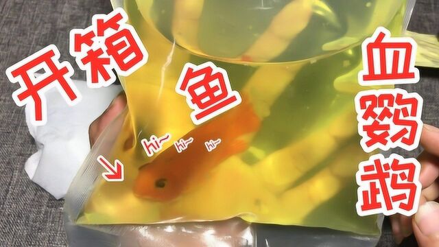 网购开箱1条“血鹦鹉鱼”,它仿佛在对着我微笑,太有喜感了!