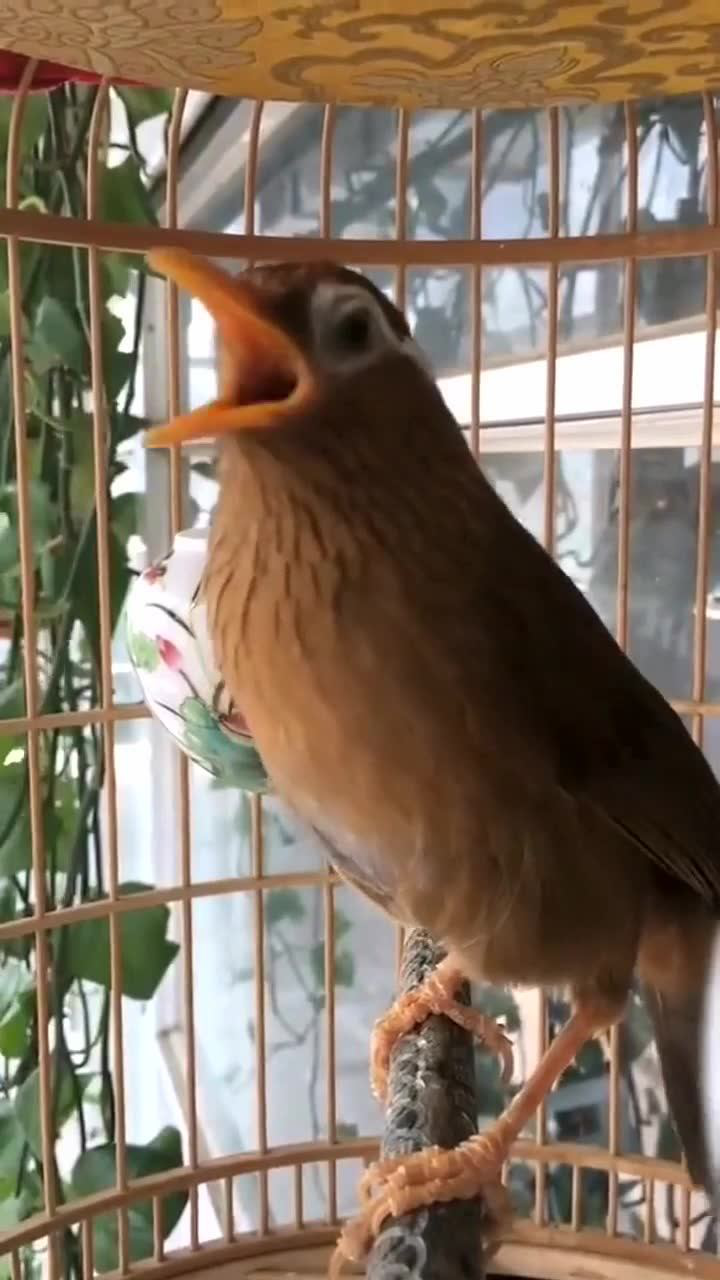 画眉鸟欣赏提性壮膘收身上力黄嘴黄脚