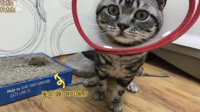 说实话我就爱撸路边的猫!太香了!成功拐带回家!