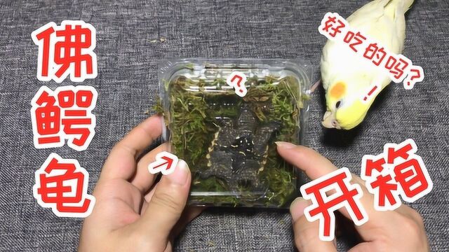 网购开箱1只“佛鳄龟”,虽然手感有些粗糙,但是外形十分霸气!