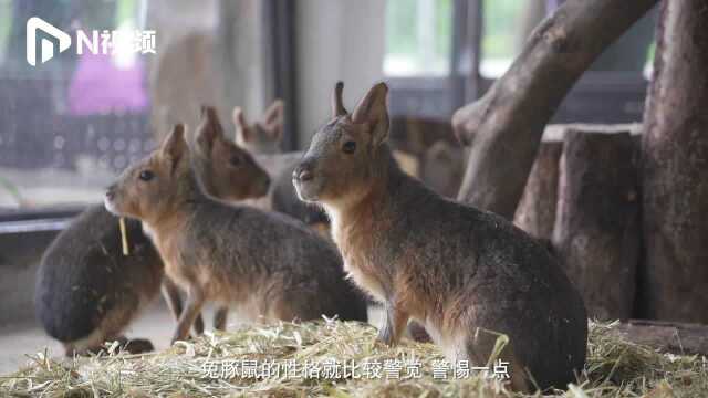 迎鼠年,广州动物园引入南美的兔豚鼠海狸鼠,能水中表演后空翻