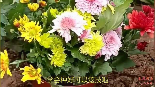 菊花也可以嫁接多色的?万能树嫁接多色菊花,学会种好可以炫技啦!