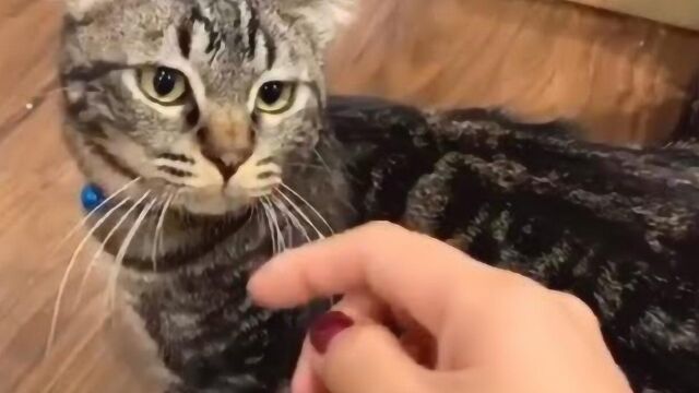 趣味小动物:小花猫想要出去玩