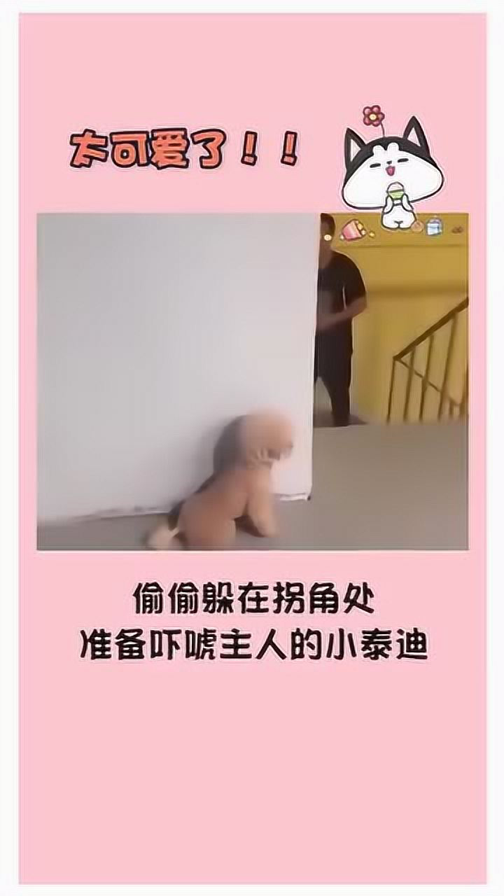 狗子你学坏了