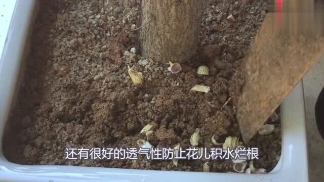 花生吃完,花生壳别扔掉了,它的这3个妙用,家家户户都需要