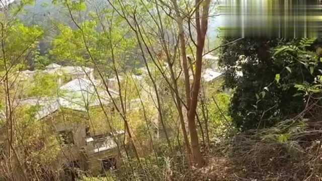 深圳龙岗布吉最大山上别墅群,几百栋豪华洋楼建好了却无人入住