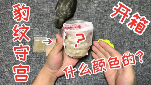 网购开箱“豹纹守宫”1条,它是什么颜色的?赶紧拆开箱子看看!