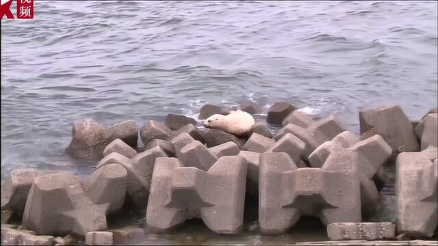 北海狮现身旅顺蛇岛 近25年来渤海海域首次发现北海狮