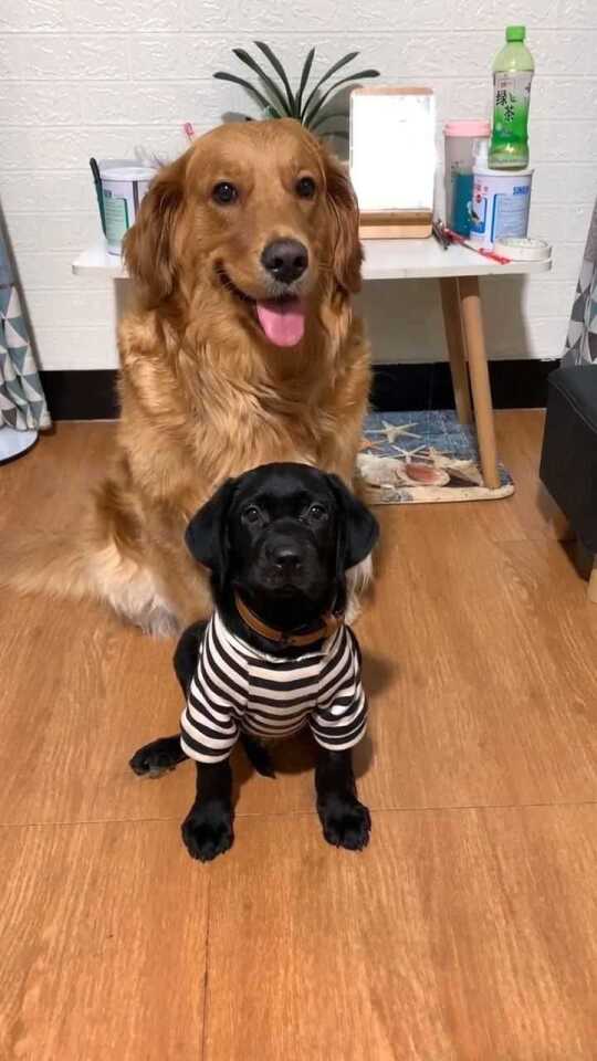 Thumbplayer Poster Plugin Image