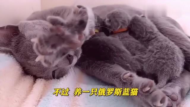 养俄罗斯蓝猫是一种什么样的体验?看完无话可说