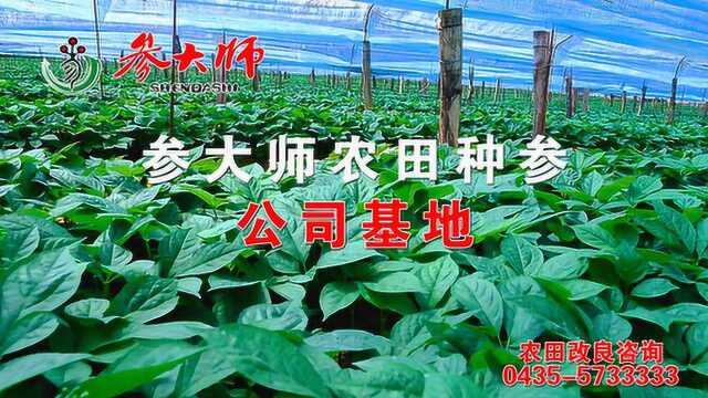 参大师农田种参公司基地