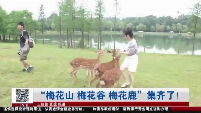 舟山风景区 “梅花山 梅花谷 梅花鹿”集齐了!