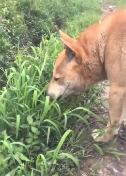 狗狗竟然还会吃草，上辈子是食草动物吗