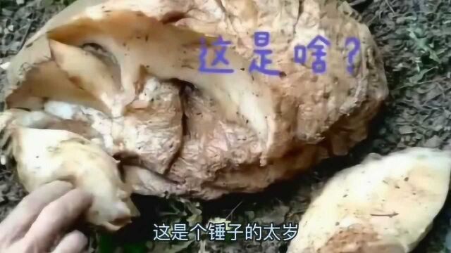 又认错了太岁和肉灵芝