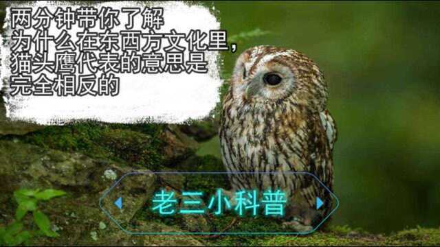 为什么猫头鹰在东西方文化中意义相反呢?两分钟带你了解