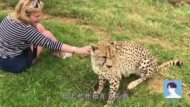 美女坐在豹子身上拍照,下一秒豹子神反应,镜头拍下罕见画面