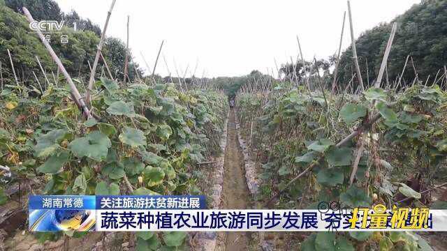 湖南常德:蔬菜种植农业旅游同步发展,夯实扶贫基础|央视网