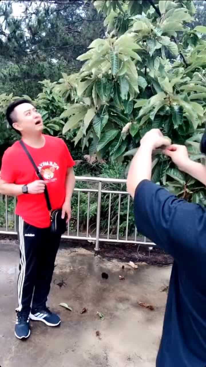 辫子哥这到底是什么呢