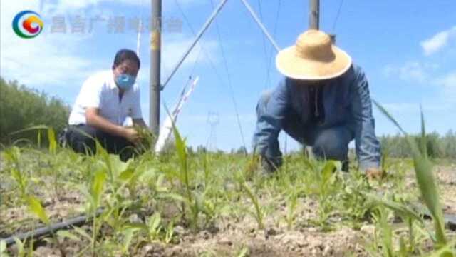 阜康市打造中药材种植基地