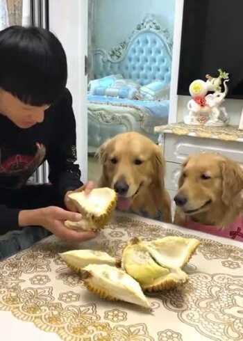 狗狗会吃榴莲吗，看完这个视频你就知道了，结果让人感到意外！