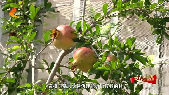 饶阳县西赵市村:农民信用可变现 增收路上“不差钱”