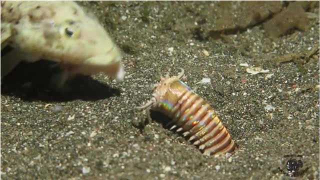 恐怖的海洋生物,看起来小小的海虫竟然能吞下一条鱼!