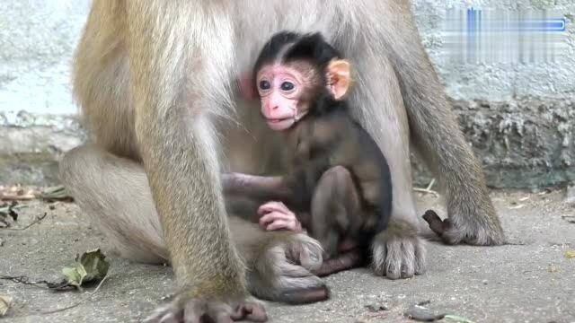 小猴的妈妈居然有三个乳头,真是太不可思议,小猴子都看傻眼了