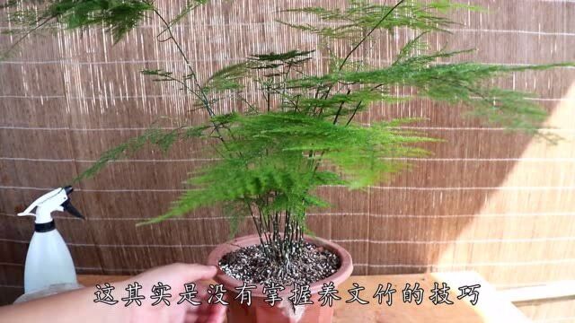 一颗松塔有妙用,丢文竹盆里呼呼长,3年不烂根,不花一毛钱